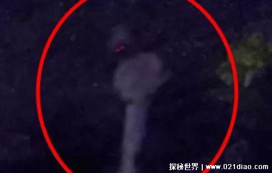 天蛾人是什么 天蛾人是否存在还没有正确的结论