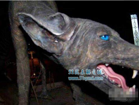 全球神秘生物排名 龙真的存在吗？