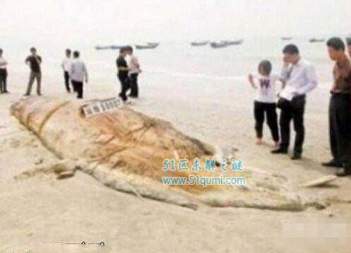 全球神秘生物排名 龙真的存在吗？