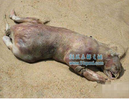 全球神秘生物排名 龙真的存在吗？