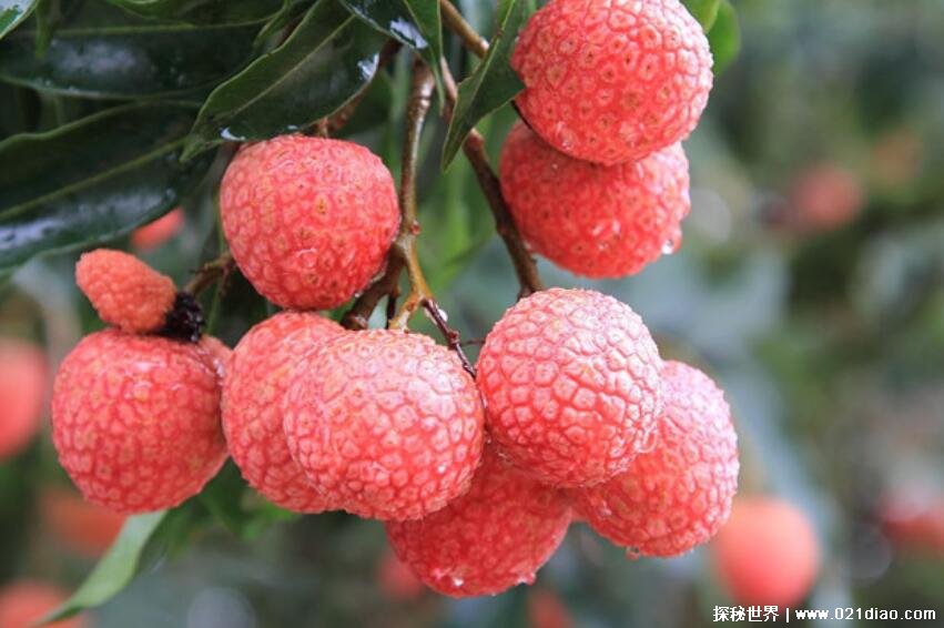 荔枝属于寒性还是热性 荔枝怎么挑选