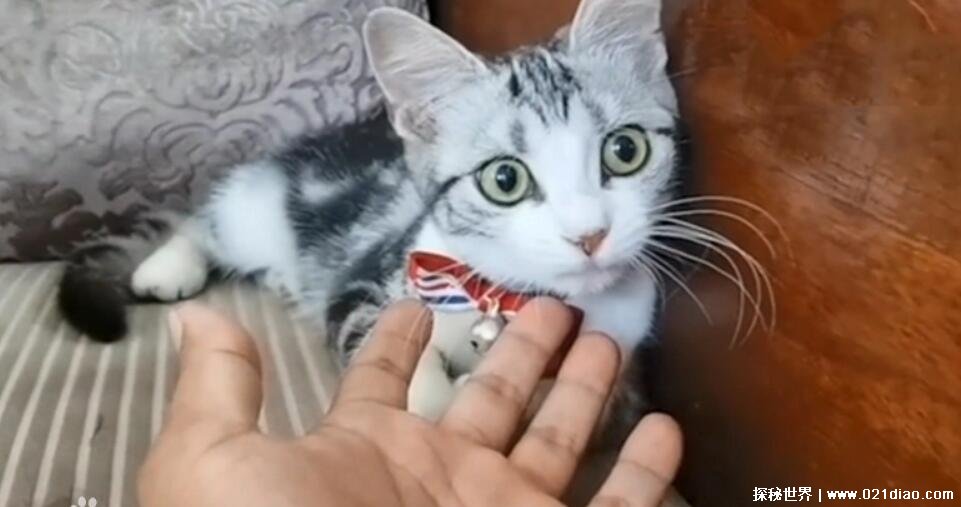袁隆平的的猫 袁花花被领养的场景