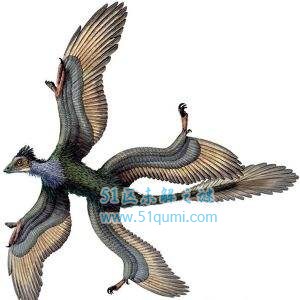 世界上最罕见的鸟有哪些 四翼鸟是真的存在吗