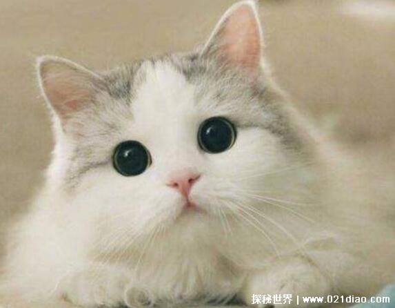 猫咪临死前有什么征兆 行走困难食欲下降