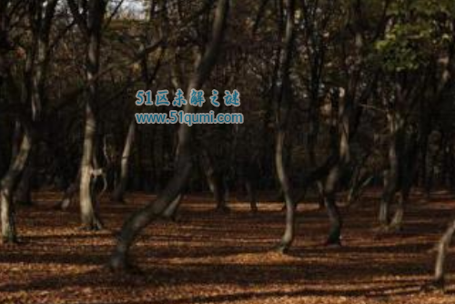 世界恐怖的森林有哪些 都在什么地方