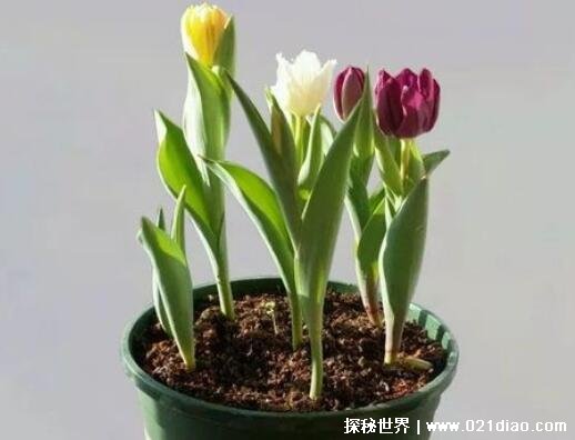 郁金香开花时间 郁金香的种植方法