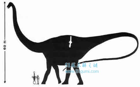 易碎双腔龙于1877年所挖掘 易碎双腔龙和蓝鲸谁大？