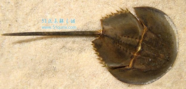 圆尾鲎是什么东西？ 圆尾鲎有毒吗?