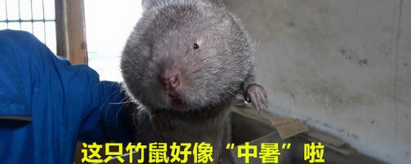 ũֵʲô