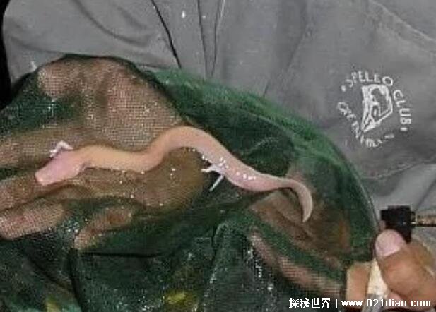 һץһֻ׼ûؼҳԵ(רҼʵǺë)