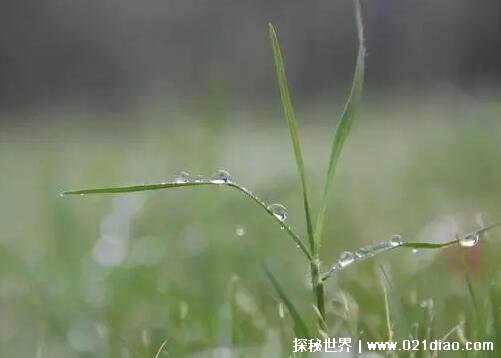 йֲִʫ꼶ÿһ׶ֵժ(ѧϰֲ)