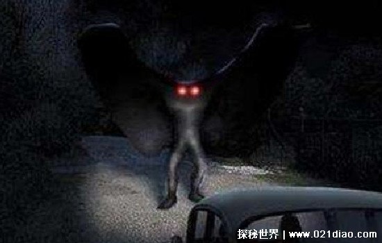 èͷӥĴ𣬶Ŀ(ʵèͷӥ˿ֲͼƬ)