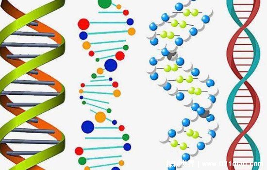Ů洷ͼÿֲŴṹʮ(ԤDNA)
