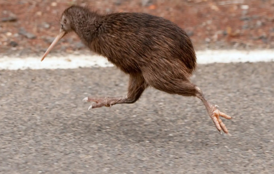 άû(ʮϡ/)