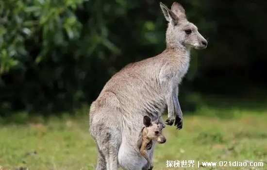 Ĵж࣬(ᶨԼĴ)