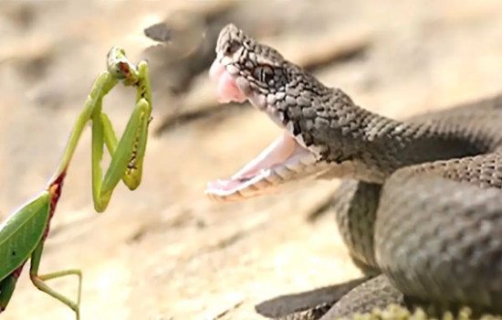 αװ룬(Լαװɻ䲶ʳ)