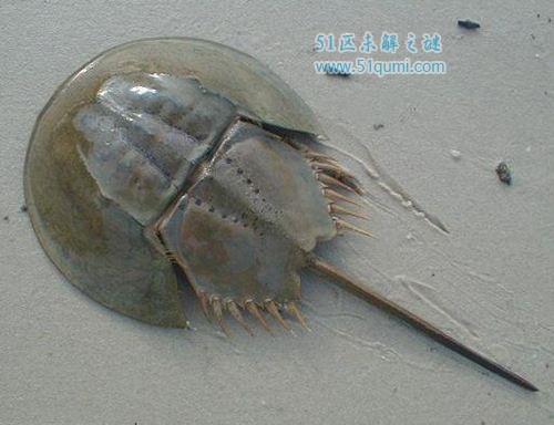 Բβж?Բβлʲô?