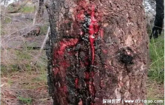 ûѪѪ(鹹ֲ)
