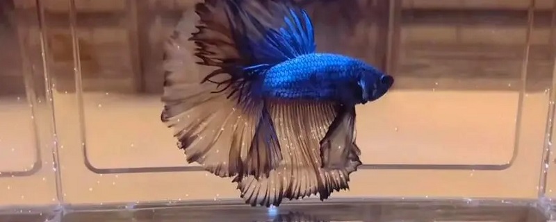 ɫʲô