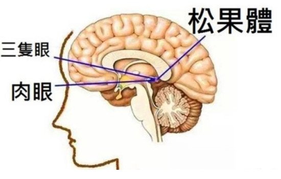 ֻ۵(һӡСѧΪеֻ)