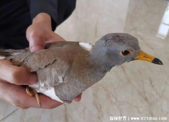 бʲô˼/üֵ/оֵҰ