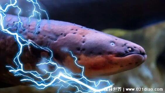 ʳʲôڶ(ʳ㱻ħʵܵС)