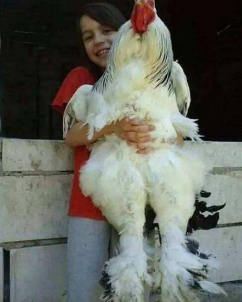 ļżֽ켦(8/1.2)