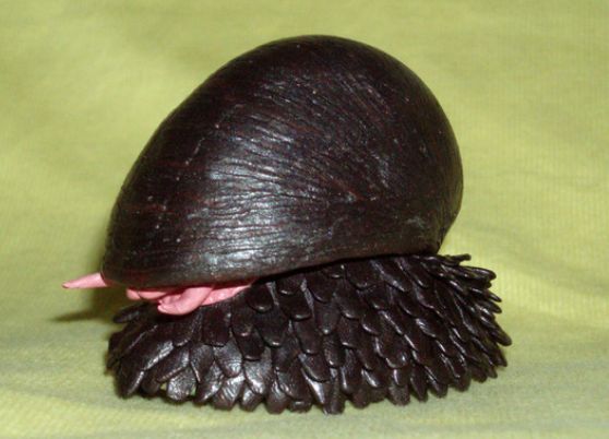 外星生物?鳞角腹足蜗牛:根雕般的外形,防弹壳,口感未知