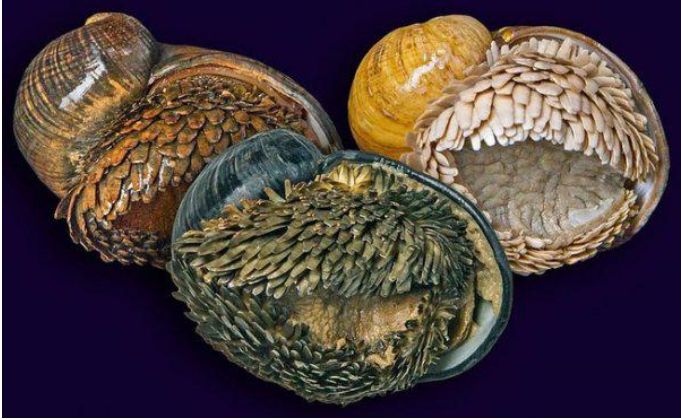 外星生物?鳞角腹足蜗牛:根雕般的外形,防弹壳,口感未知
