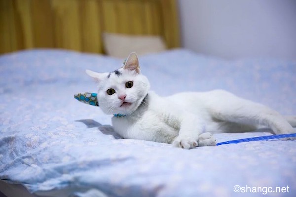 Hello KittyèΪʲôû죿𾪣