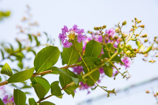 蓝花楹花期多长？昆明这些地方有蓝紫色花海等你来赏
