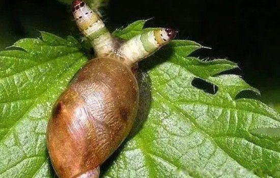 ʬţʲôƵ ܻúֳ