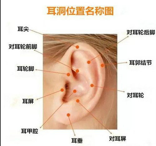 打耳洞最漂亮的位置图解 耳洞要养多久才能随便戴