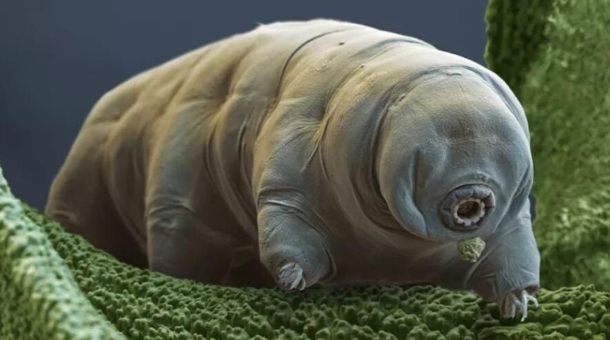 水熊虫是什么生物 真的杀不死吗生命力有多强