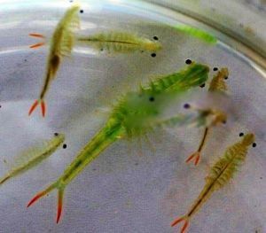 被称仙女虾的枝额虫图片 枝额虫有毒吗能吃吗
