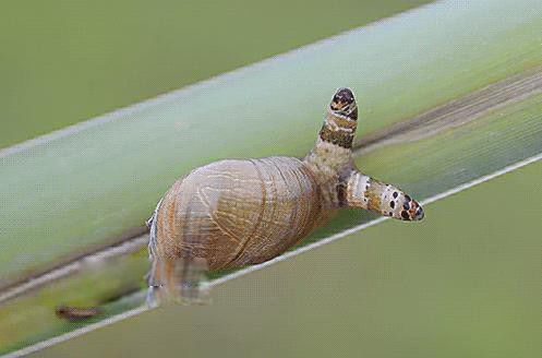 ĴֲͼƬ ʬϿֲͼƬʲô