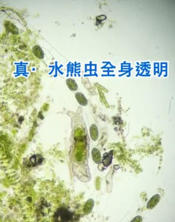 水熊虫的天敌是什么 它们对人体有害吗