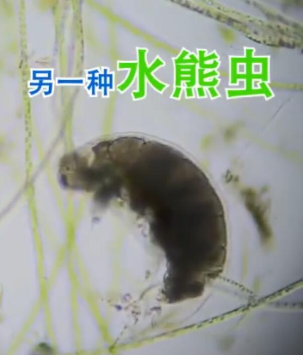 水熊虫的天敌是什么 它们对人体有害吗