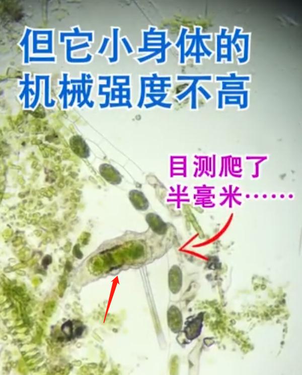 水熊虫的天敌是什么 它们对人体有害吗