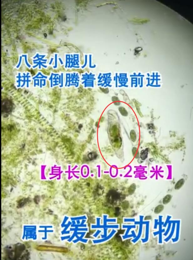 水熊虫的天敌是什么 它们对人体有害吗
