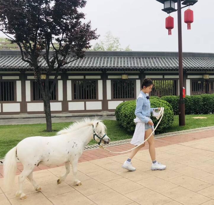 矮种马是患上侏儒病的马吗 矮种马吃什么食物