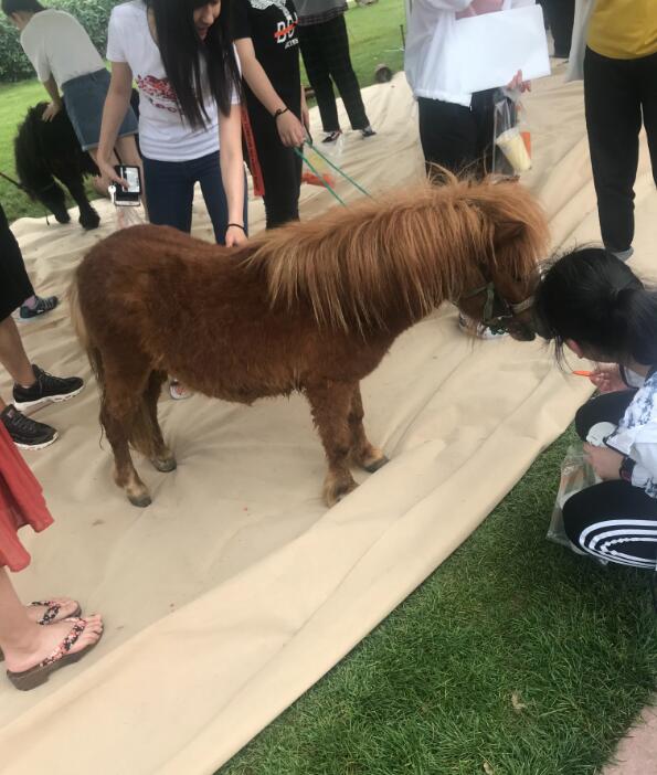 矮种马是患上侏儒病的马吗 矮种马吃什么食物