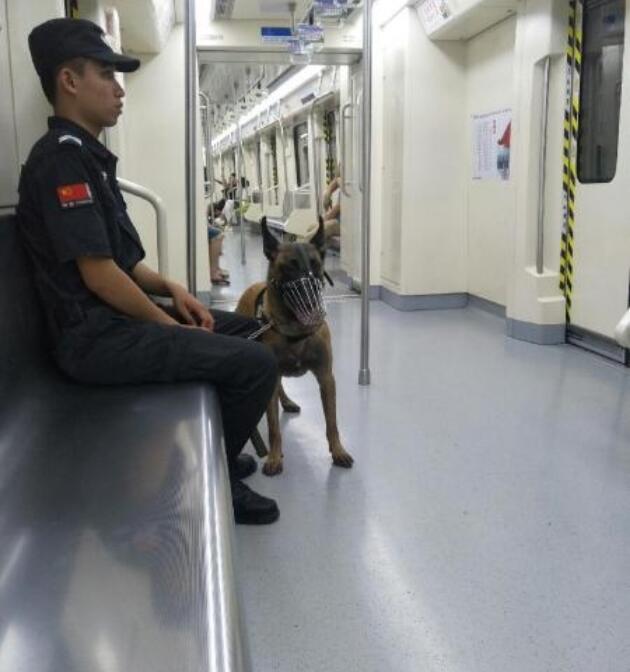 为什么马犬不合适家养 马里努阿是烈性犬么