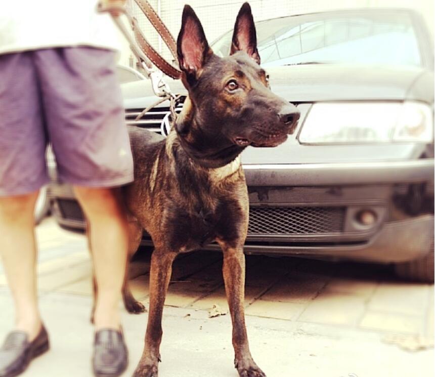 为什么马犬不合适家养 马里努阿是烈性犬么