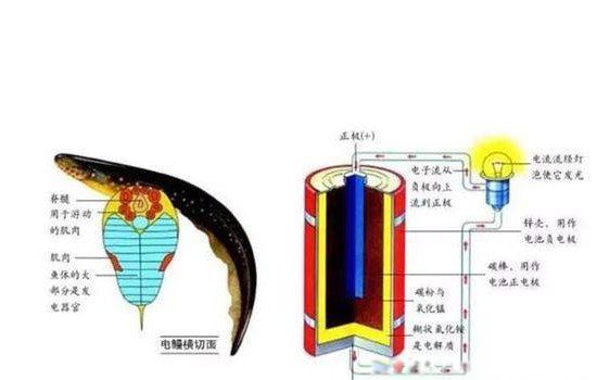 电鳗为什么会放电的原理 电鳗放电最高可达多少伏