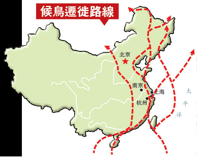 中国候鸟迁徙路线图 候鸟有哪些鸟类
