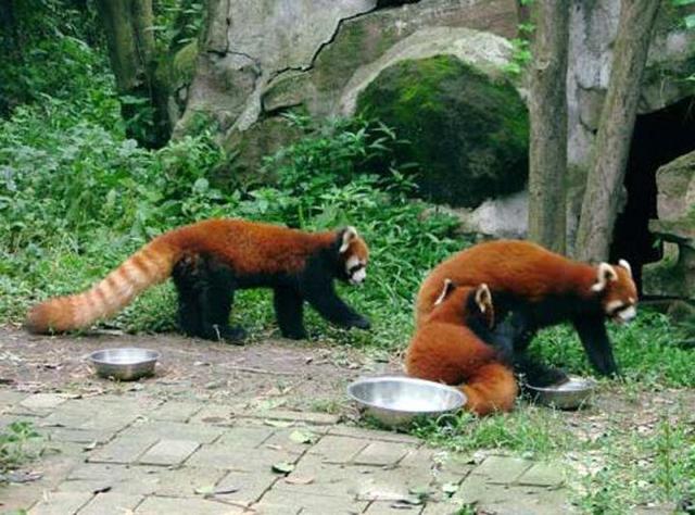 浣熊可以当宠物养吗 它和小熊猫的区别是什么