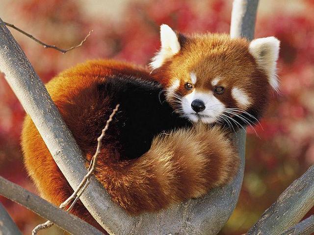浣熊可以当宠物养吗 它和小熊猫的区别是什么
