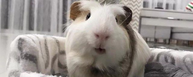 荷兰猪是老鼠吗属于什么科动物 荷兰猪一般吃什么