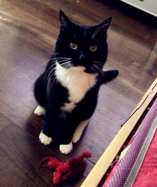 四蹄踏雪猫吉不吉利好不好 是什么品种为什么贵